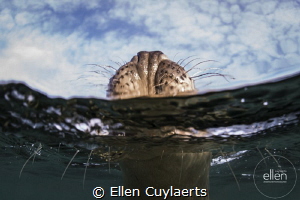 Hold your head up high
Grey seal by Ellen Cuylaerts 